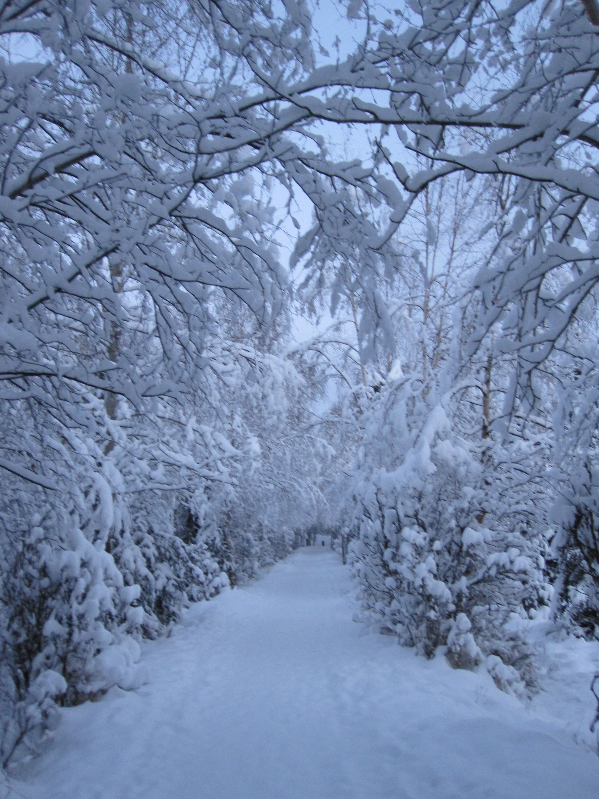 Winter wonderland along the trail behind my home.